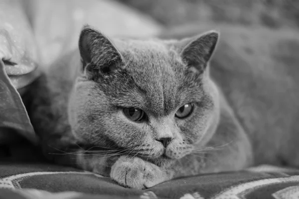 Gato britânico bonito — Fotografia de Stock