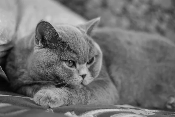 Gato britânico bonito — Fotografia de Stock