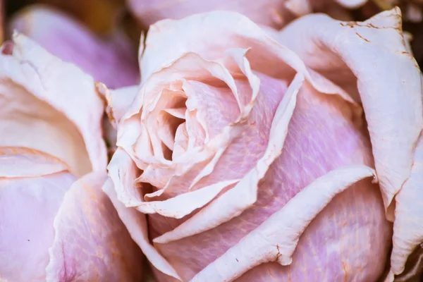 Όμορφα τριαντάφυλλα μαρασμό — Φωτογραφία Αρχείου