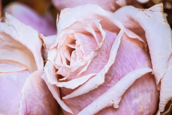 Mooie vernietigende rozen — Stockfoto