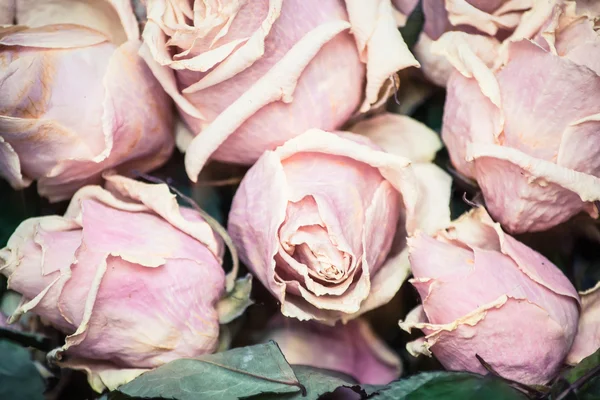 Mooie vernietigende rozen — Stockfoto