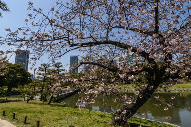 Tokyo, Japonya