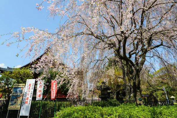 I tokyo, japan — Stockfoto