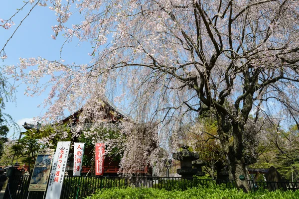 Em Tóquio, Japão — Fotografia de Stock