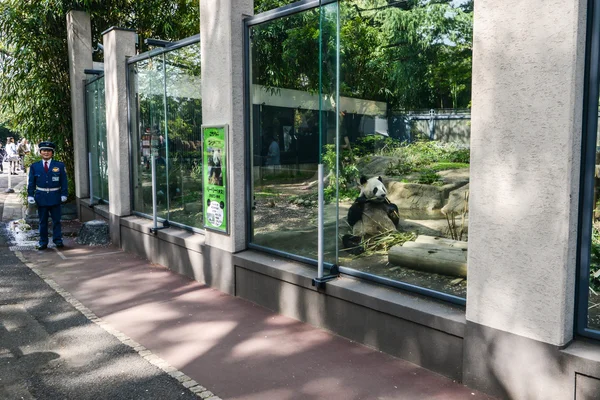 Panda v ueno zoo, tokyo, Japonsko — Stock fotografie