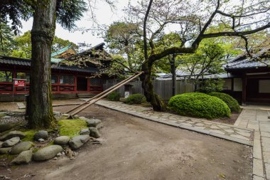ters ağaç. Tokyo, Japonya