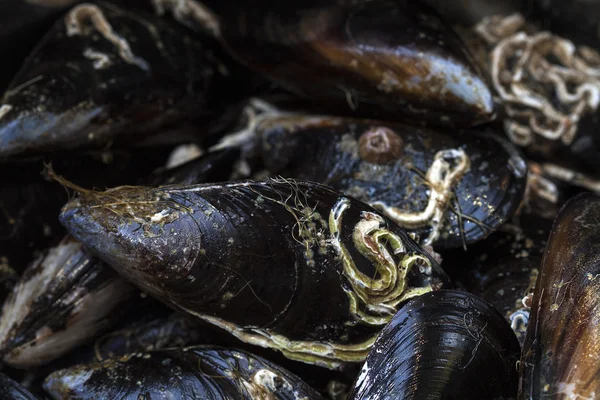 Plat de moules — Photo