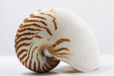 Nautilus