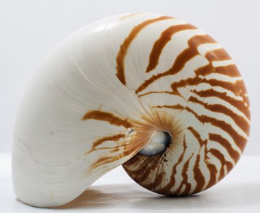 Nautilus