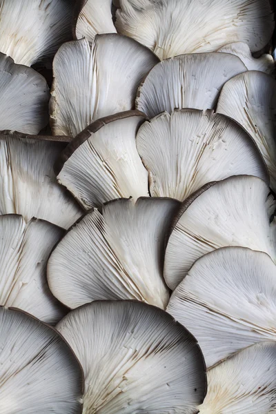 Pilze auf dem Wochenmarkt — Stockfoto