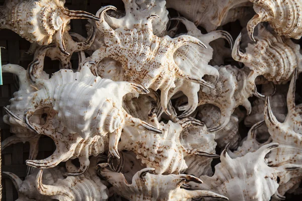 Conchas marinas en la tienda callejera — Foto de Stock