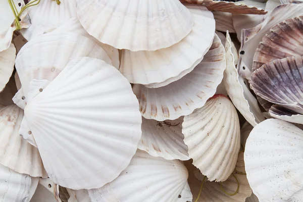 Marine shells at street shop — Stock Photo, Image