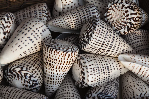 Marine shells at street shop — Stock Photo, Image