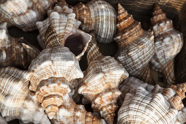 Coquilles marines au magasin de rue — Photo