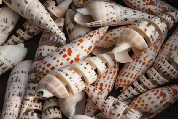 Marine shells at street shop — Stock Photo, Image
