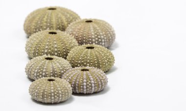 izole deniz kestanesi