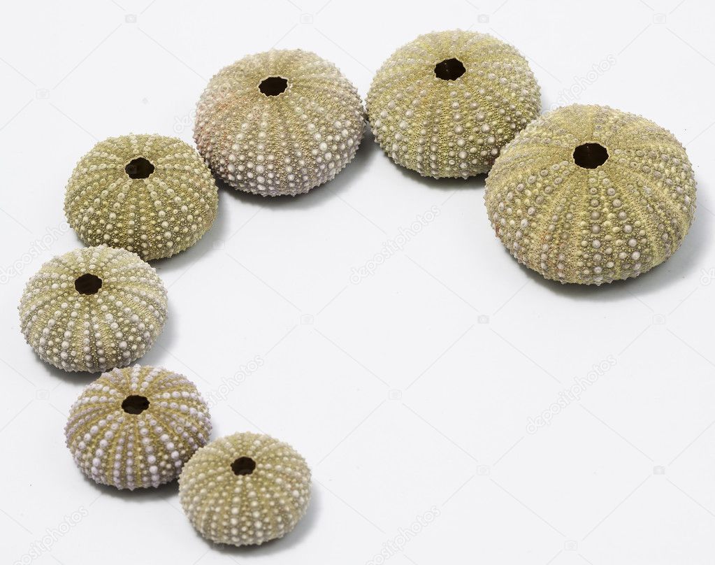 Isolated sea urchins