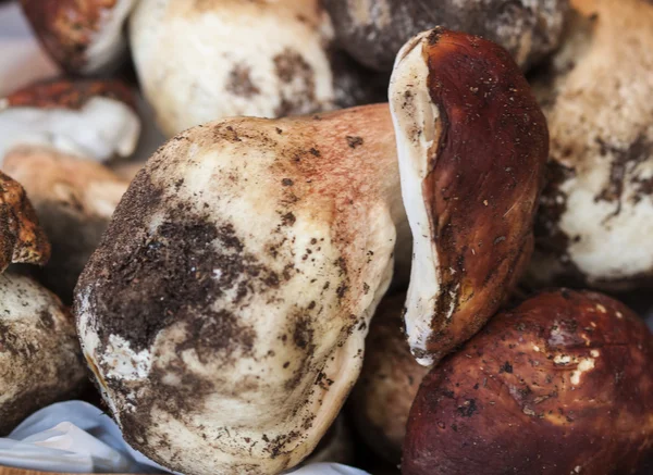 蘑菇的背景 — 图库照片