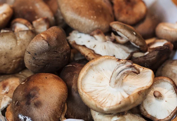 Sfondo di funghi — Foto Stock