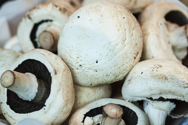 Sfondo di funghi — Foto Stock
