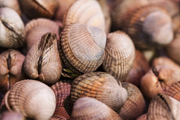 Rohe Muscheln — Stockfoto