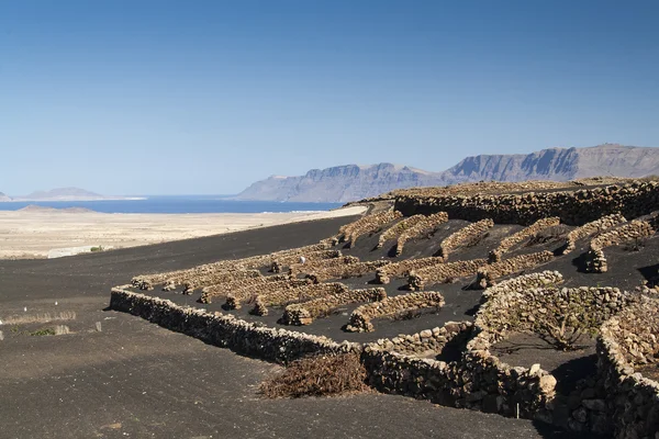 Raisin-vigne à Lanzarote — Photo