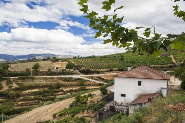 douro Valley teraslı üzüm bağları