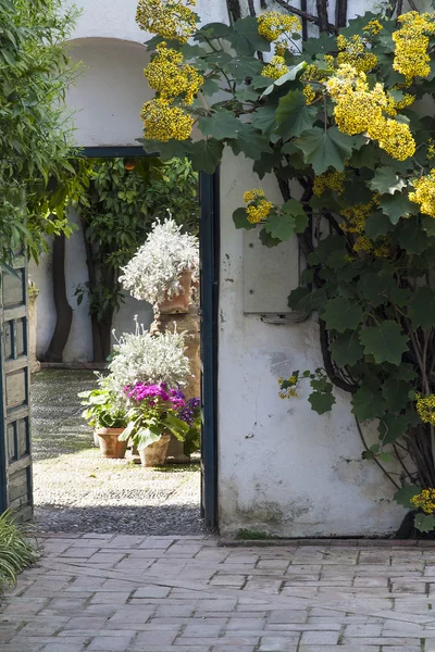 FLOWER POTS — Stock Photo, Image