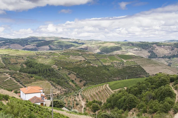 Vigneti terrazzati in Valle del Douro — Foto Stock