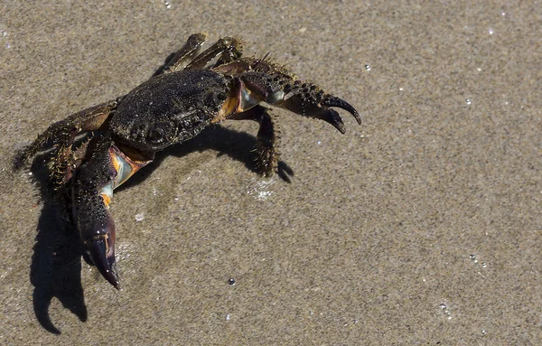 Strandkrabbe, Eriphia verrucosa – stockfoto