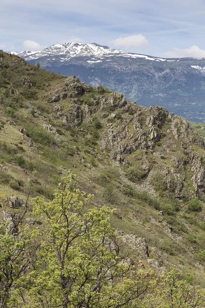 Μεσογειακή βλάστηση σε βουνά guadarrama Εικόνα Αρχείου