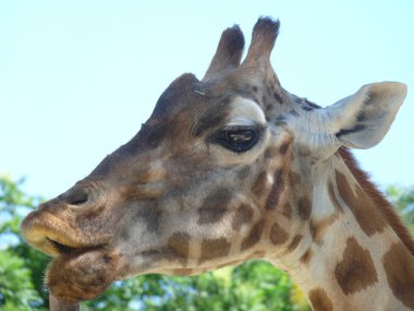 zürafa yakın çekim kafa, açık ağız