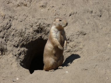 A prairie dog outside his burrow clipart