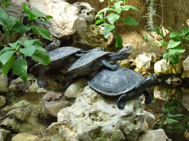 4 kaplumbağa birbirlerine