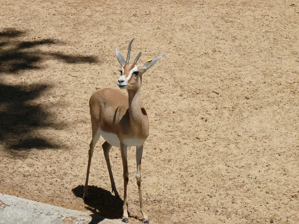 Antelope looking away — Stock Photo, Image