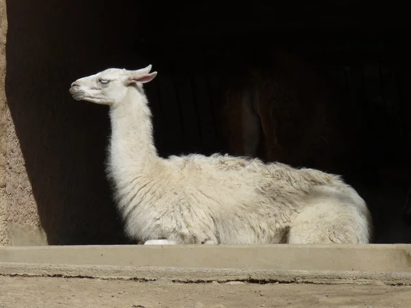 White llama in his shelter — Stock Photo, Image