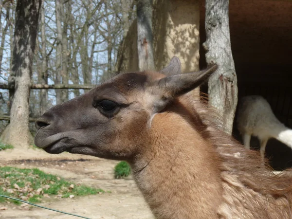 Llama close-up on head — Stock Photo, Image