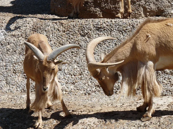 Two bighorn sheep on the mountain — Stock Photo, Image