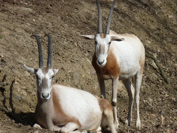 Oryx couple resting — Stock Photo, Image