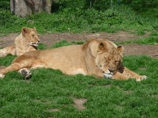 Una leona y su pequeña yaciendo en la hierba — Foto de Stock