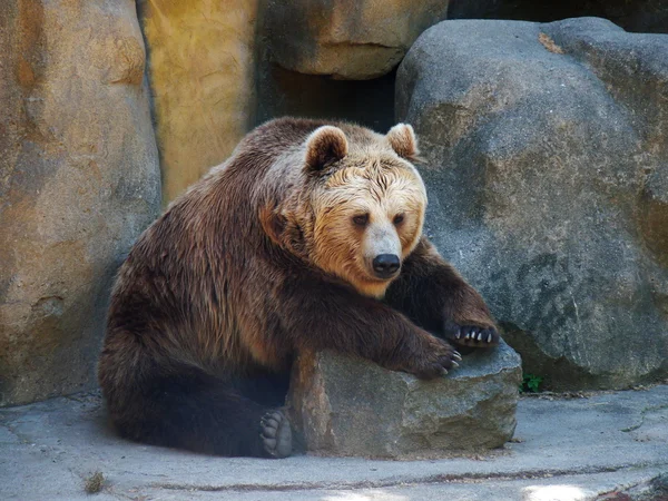 A big brown bear paws sitting on a rock