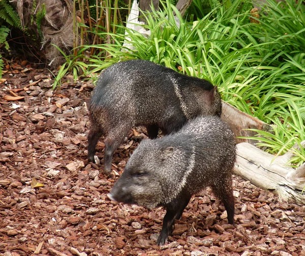 Two small boar playing in the forest — Stock Photo, Image