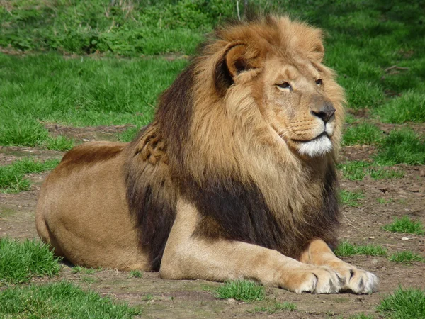 A proud lion sitting in the grass, close-up — Stock Photo, Image