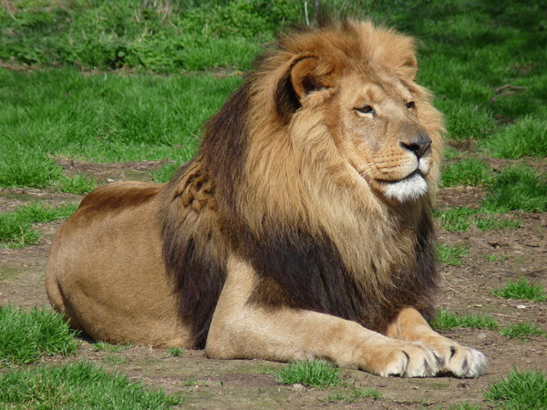 A proud lion sitting in the grass, close-up