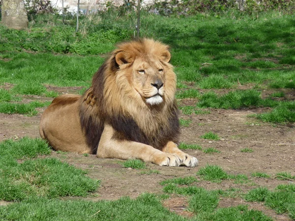 Un león orgulloso sentado en la hierba — Foto de Stock