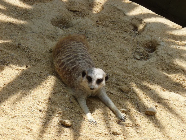 Ein langgestrecktes Erdmännchen, das im Sand spielt — Stockfoto