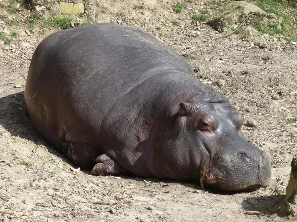 Un hipopótamo durmiendo, detalle de la piel —  Fotos de Stock