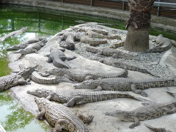 A csorda alszik egy szigeten krokodil — Stock Fotó