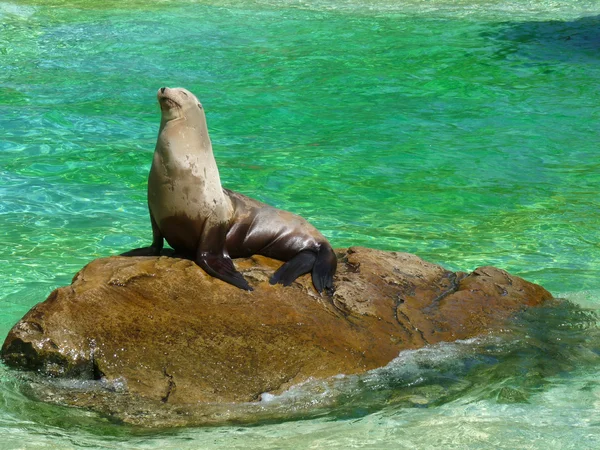 A sea lion sunbathing on a rock — Stock Photo, Image