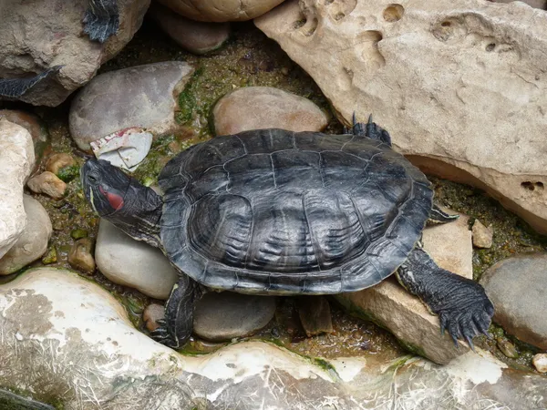 Uma tartaruga deitada sobre pedras — Fotografia de Stock